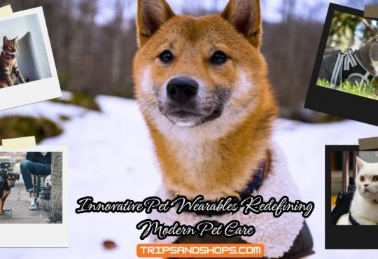 Innovative Pet Wearables Redefining Modern Pet Care